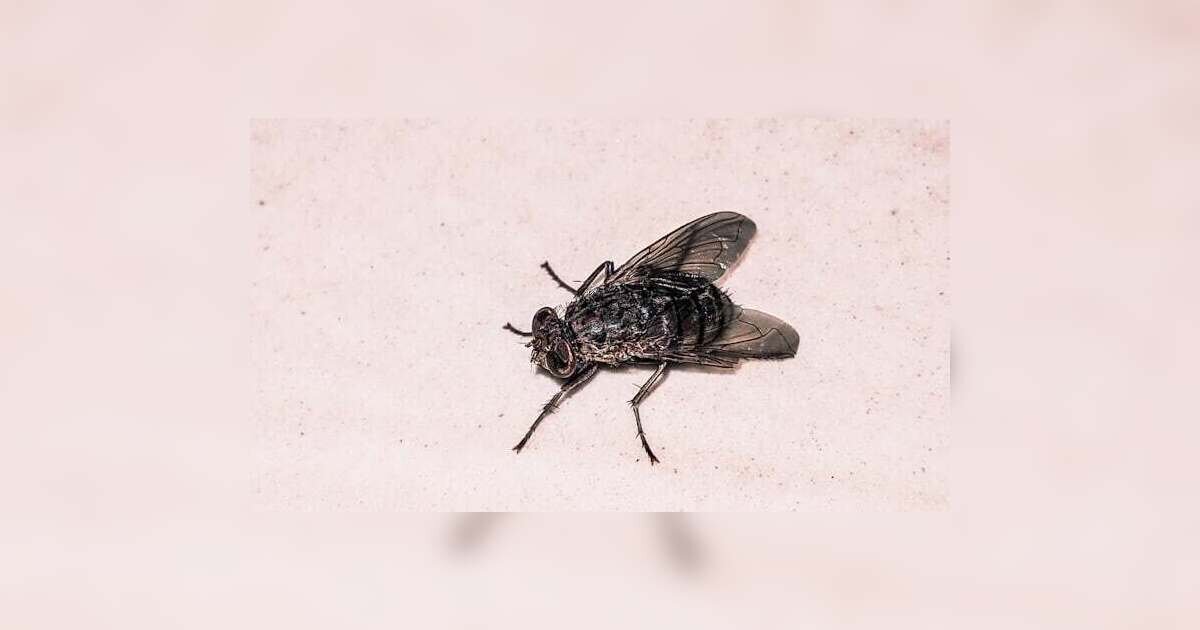 Kala Azar in Kenya: Causes, Symptoms, Treatment & Prevention