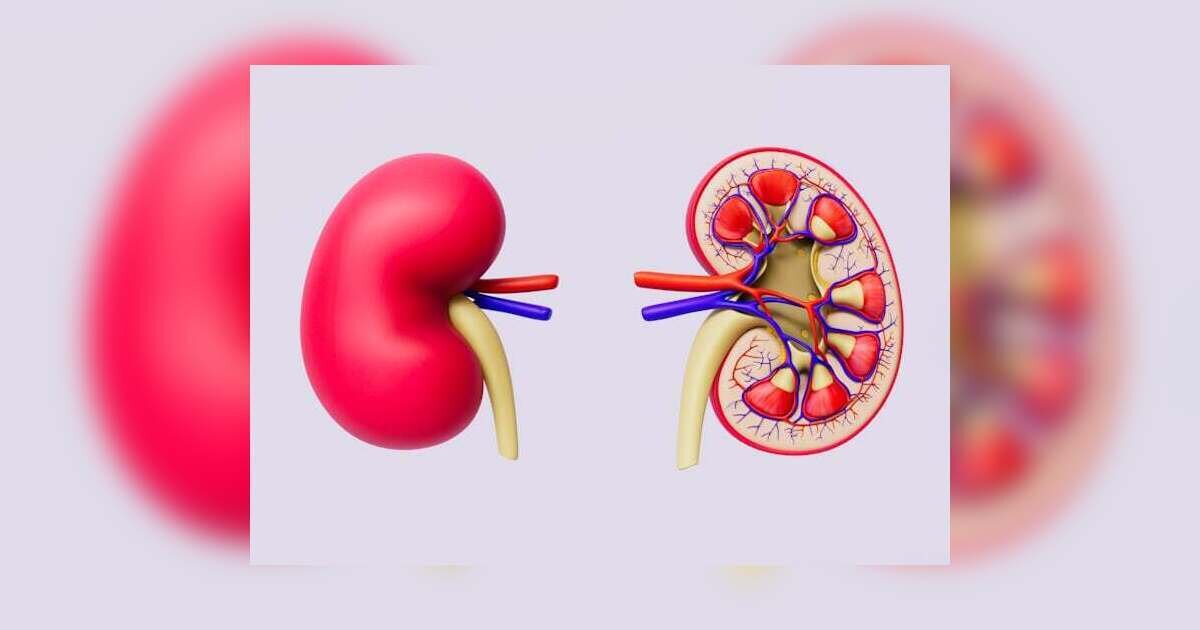 Kidney Disease: Early Signs and Treatment