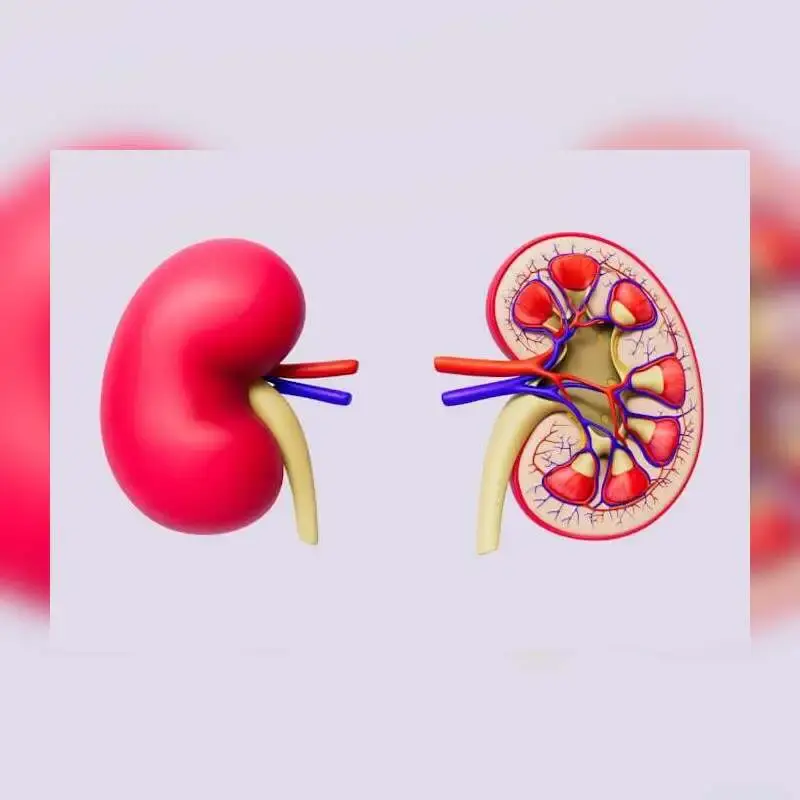Kidney Disease: Early Signs and Treatment