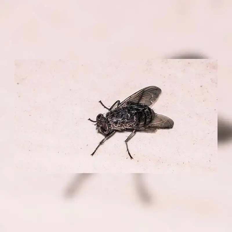 Image for blog titled Kala Azar in Kenya: Causes, Symptoms, Treatment & Prevention